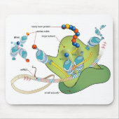 Ribosome mRNA tRNA molecules proteins Diagram  Mousepad (Vorne)
