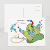 Ribosome mRNA tRNA molecules proteins Diagram  Postkarte (Vorne/Hinten)