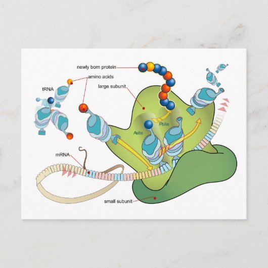 Ribosome mRNA tRNA molecules proteins Diagram  Postkarte (Vorderseite)