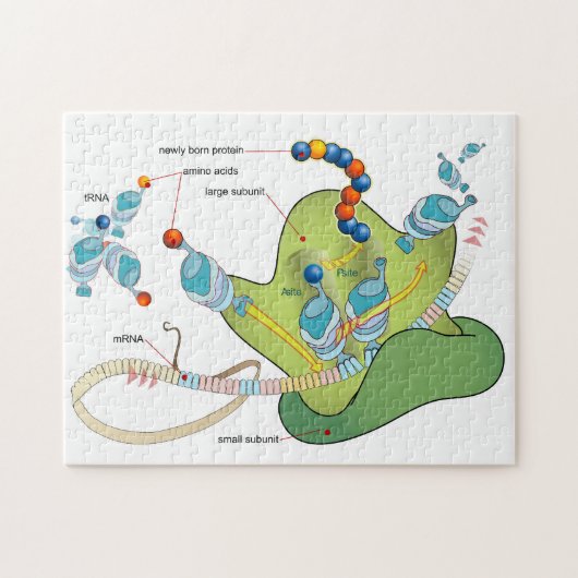 Ribosome mRNA tRNA molecules proteins Diagram  Puzzle (Horizontal)