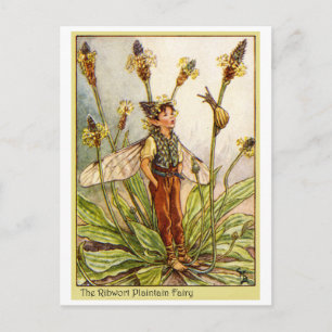 Ribwort Plaintain Fairy Postkarte