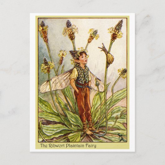 Ribwort Plaintain Fairy Postkarte (Vorderseite)