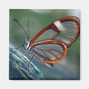 Rica-Glaßschmetterling Magnet
