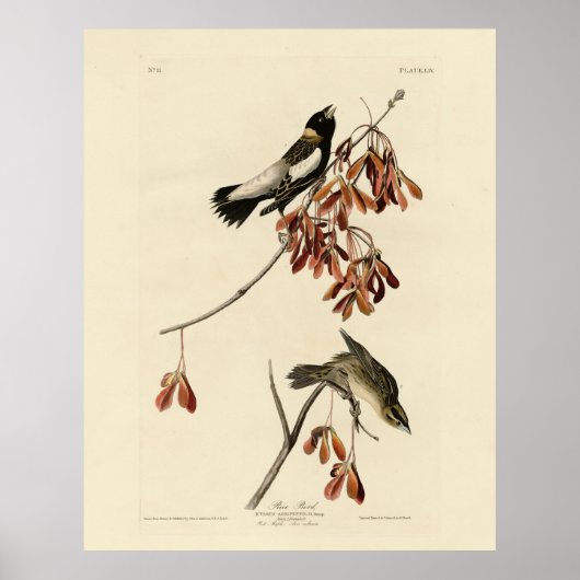 Rice Bird (Bobolink) - Audubons Vögel in Amerika Poster (Vorne)
