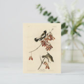 Rice Bird (Bobolink) - Audubons Vögel in Amerika Postkarte (Stehend Vorderseite)