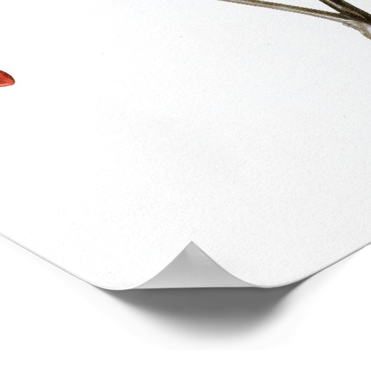 Rice Bird John James Audubon Birds of America Poster (Ecke)