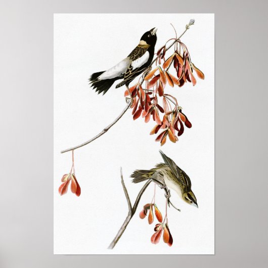 Rice Bird John James Audubon Birds of America Poster (Vorne)