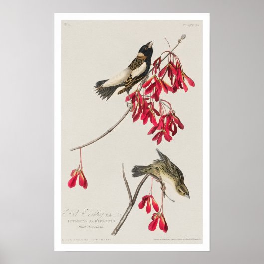 Rice Bird von Audubon Poster (Vorne)