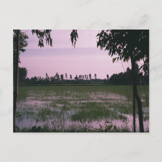 Rice Paddies Postkarte (Vorderseite)