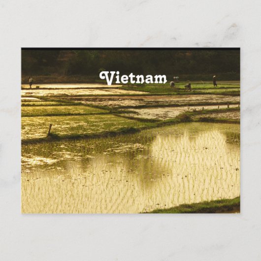 Rice Paddy Postkarte (Vorderseite)