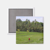 Rice Paddys Ubud Bali Magnet (Vorderseite/Rückseite)