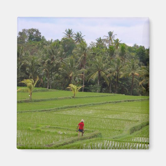 Rice Paddys Ubud Bali Magnet (Vorne)