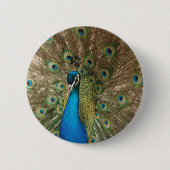 Rich Color Foto of Peacock Button (Vorderseite)