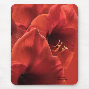Rich Earthy Ruby Red Amaryllis Composite Photo Mousepad