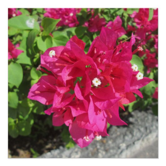 Rich Red Bougainvillea Poster (Vorderseite)