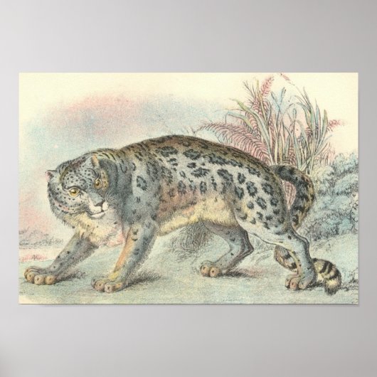 Richard Lydekker - Snow Leopard Portfolio Poster (Vorne)