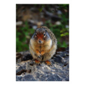 Richardson Ground Eichirrel Fotodruck (Vorne)