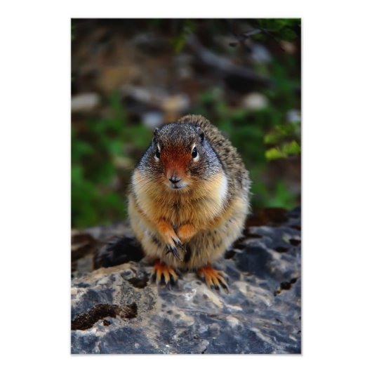 Richardson Ground Eichirrel Fotodruck (Vorne)