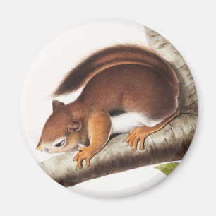 Richardsons Columbian-Eichhörnchen-Illustration Magnet