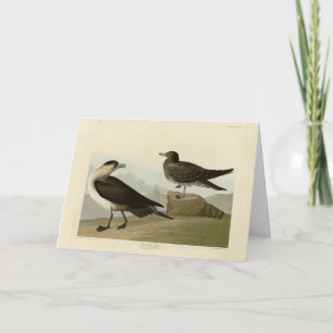 Richardsons Jager von Audubons Vögeln in Amerika Karte