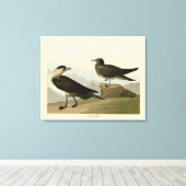 Richardsons Jager von Audubons Vögeln in Amerika Leinwanddruck (Insitu (Holzboden))