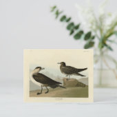 Richardsons Jager von Audubons Vögeln in Amerika Postkarte (Stehend Vorderseite)