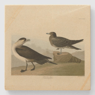 Richardsons Jager von Audubons Vögeln in Amerika Steinuntersetzer