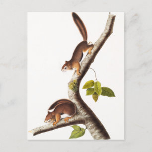 Richardsons kolumbianische EichhörnchenIllustratio Postkarte