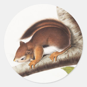 Richardsons kolumbianische EichhörnchenIllustratio Runder Aufkleber