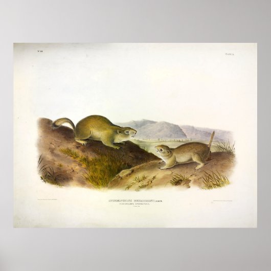Richardson's Spermophile, Ground Eichhörnchen, Aud Poster (Vorne)