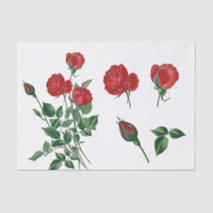 Richtige Rote Rosen und Buds im Vintagen Stil Seidenpapier
