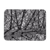 Richtung Kiefernbaumzweige in Schwarz/Weiß Magnet (Horizontal)