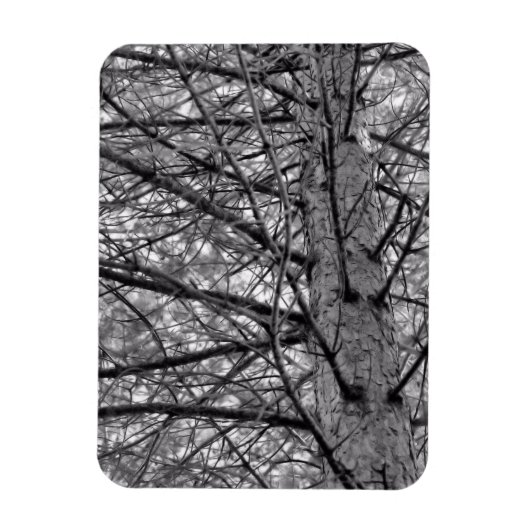 Richtung Kiefernbaumzweige in Schwarz/Weiß Magnet (Vertikal)