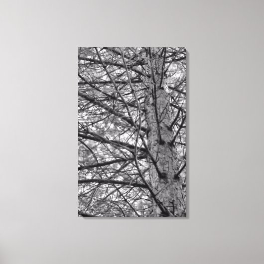 Richtung Pinienbäume Leinwanddruck (Vorderseite)