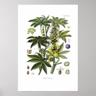 Ricinus communis (Castor Oil Pflanze) Poster