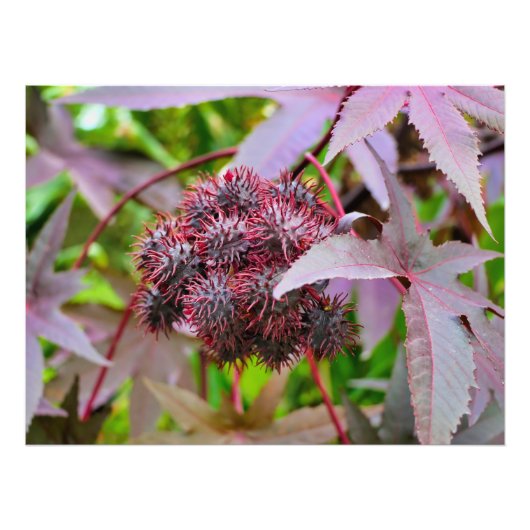 Ricinus communis fotodruck (Vorne)