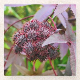 Ricinus communis glasuntersetzer