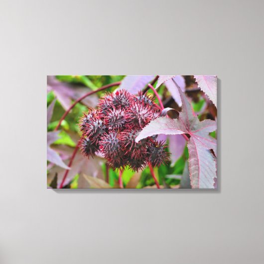 Ricinus communis leinwanddruck (Vorderseite)