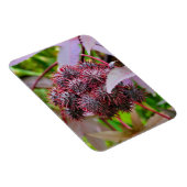 Ricinus communis magnet (Rechte Seite)