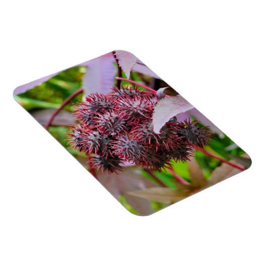 Ricinus communis magnet (Rechte Seite)