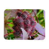 Ricinus communis magnet (Horizontal)