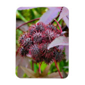 Ricinus communis magnet (Vertikal)