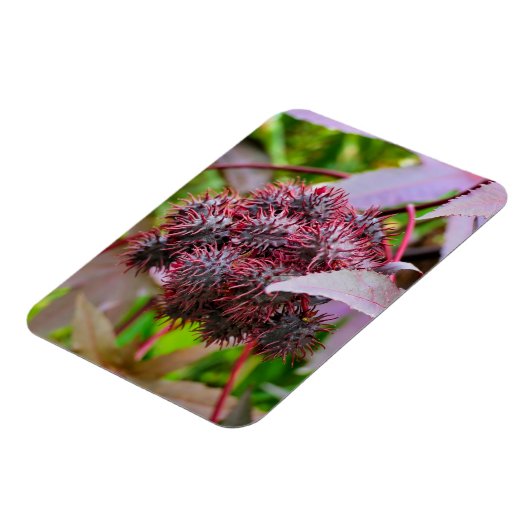Ricinus communis magnet (Linke Seite)