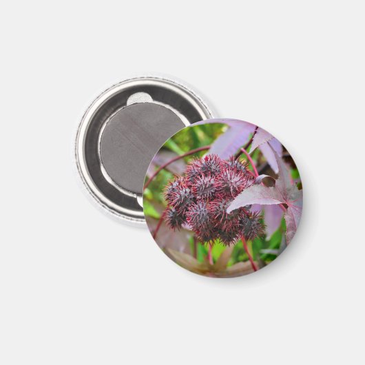 Ricinus communis Magnet (Vorderseite/Rückseite)