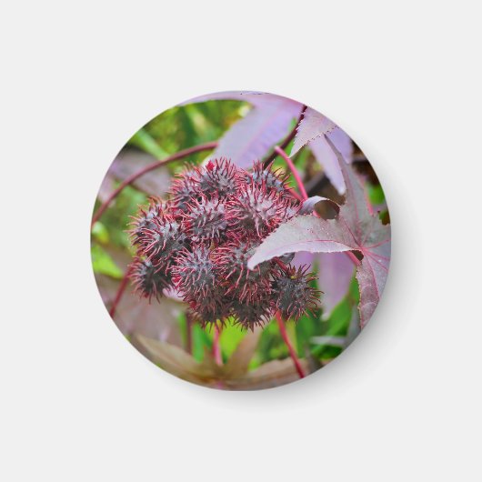 Ricinus communis Magnet (Vorne)