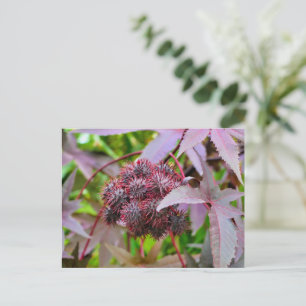 Ricinus communis postkarte