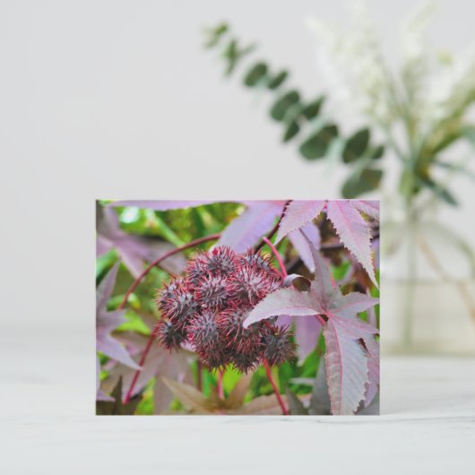 Ricinus communis postkarte (Stehend Vorderseite)