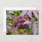 Ricinus communis postkarte (Vorne/Hinten)