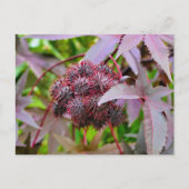 Ricinus communis postkarte (Vorderseite)
