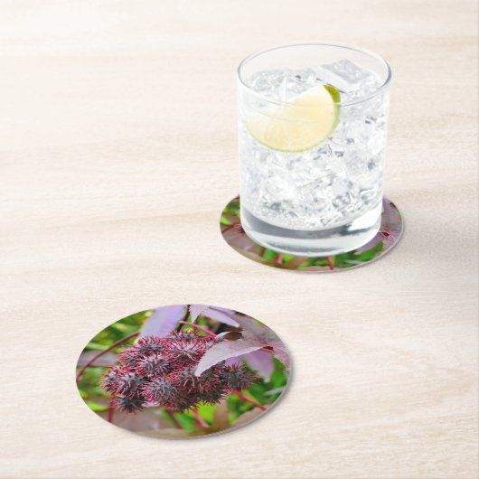 Ricinus communis runder pappuntersetzer (Vor Ort)